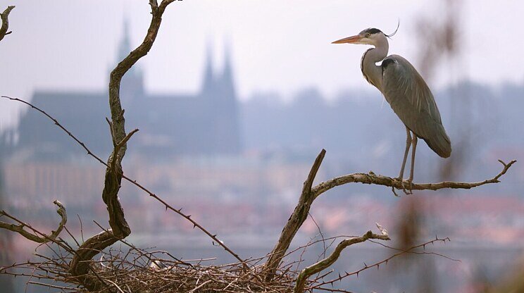 Planéta Praha