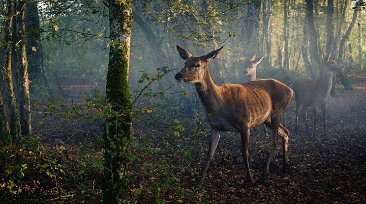 Bambi: Príbeh zo života v lese