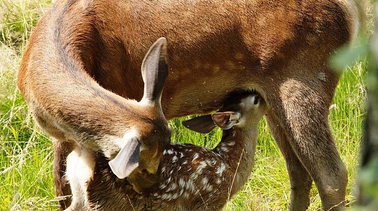 Bambi: Príbeh zo života v lese