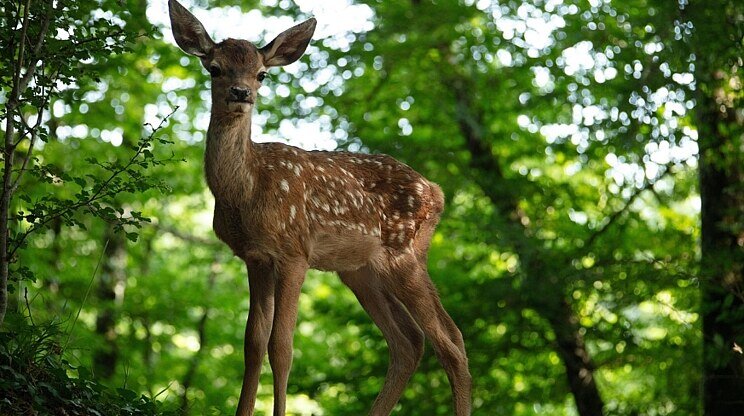 Bambi: Príbeh zo života v lese